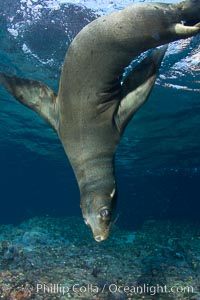 California sea lion underwater, Zalophus californianus, Sea of Cortez