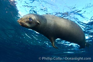 California sea lion underwater, Zalophus californianus, Sea of Cortez