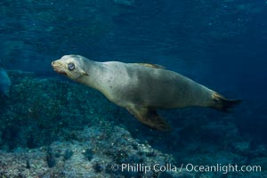 California sea lion underwater, Zalophus californianus, Sea of Cortez