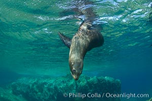 California sea lion underwater, Zalophus californianus, Sea of Cortez