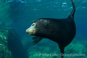 California sea lion underwater, Zalophus californianus, Sea of Cortez