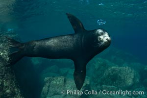 California sea lion underwater, Zalophus californianus, Sea of Cortez