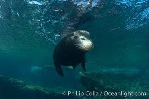 California sea lion underwater, Zalophus californianus, Sea of Cortez