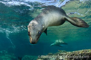California sea lion underwater, Zalophus californianus, Sea of Cortez