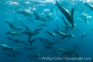 Large group of bachelor adult male California sea lions, underwater view, at Isla Las Animas near La Paz, Sea of Cortez, Baja California.