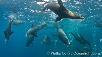 Large group of bachelor adult male California sea lions, underwater view, at Isla Las Animas near La Paz, Sea of Cortez, Baja California, Zalophus californianus