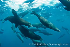 Large group of bachelor adult male California sea lions, underwater view, at Isla Las Animas near La Paz, Sea of Cortez, Baja California, Zalophus californianus