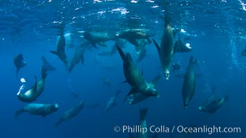 Large group of bachelor adult male California sea lions, underwater view, at Isla Las Animas near La Paz, Sea of Cortez, Baja California, Zalophus californianus
