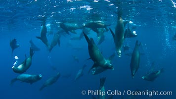 Large group of bachelor adult male California sea lions, underwater view, at Isla Las Animas near La Paz, Sea of Cortez, Baja California.