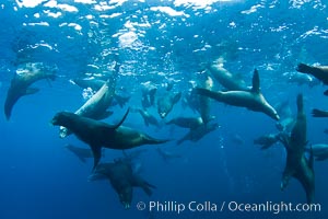 Large group of bachelor adult male California sea lions, underwater view, at Isla Las Animas near La Paz, Sea of Cortez, Baja California, Zalophus californianus