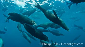 Large group of bachelor adult male California sea lions, underwater view, at Isla Las Animas near La Paz, Sea of Cortez, Baja California, Zalophus californianus