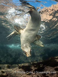 California Sea Lion Underwater, Coronado Islands, Baja California, Mexico