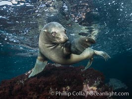 California Sea Lion Underwater, Coronado Islands, Baja California, Mexico