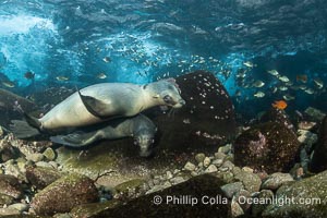 California Sea Lion hunting zebra perch, Coronado Islands, Baja California, Mexico, Hermosilla azurea, Zalophus californianus, Coronado Islands (Islas Coronado)