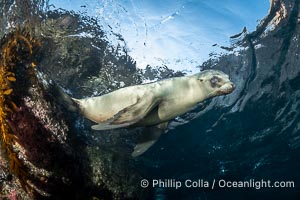 California Sea Lion Underwater, Coronado Islands, Baja California, Mexico