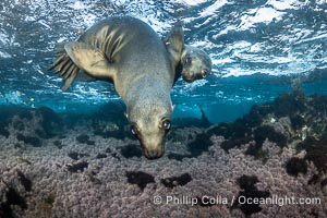 California Sea Lion Underwater, Coronado Islands, Baja California, Mexico, Zalophus californianus, Coronado Islands (Islas Coronado)