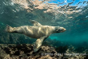 California Sea Lion Underwater, Coronado Islands, Baja California, Mexico