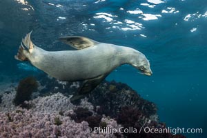 California Sea Lion Underwater, Coronado Islands, Baja California, Mexico, Zalophus californianus, Coronado Islands (Islas Coronado)