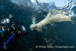 California Sea Lion Underwater, Coronado Islands, Baja California, Mexico, Zalophus californianus, Coronado Islands (Islas Coronado)