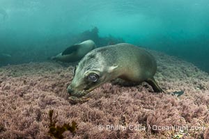 California Sea Lion Underwater, Coronado Islands, Baja California, Mexico, Zalophus californianus, Coronado Islands (Islas Coronado)