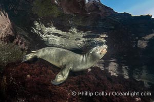 California Sea Lion Underwater, Coronado Islands, Baja California, Mexico, Zalophus californianus, Coronado Islands (Islas Coronado)