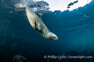 California Sea Lion Underwater, Coronado Islands, Baja California, Mexico, Zalophus californianus, Coronado Islands (Islas Coronado)