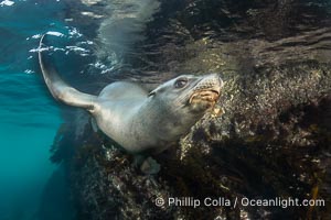 California Sea Lion Underwater, Coronado Islands, Baja California, Mexico, Zalophus californianus, Coronado Islands (Islas Coronado)