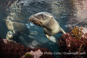 California Sea Lion Underwater, Coronado Islands, Baja California, Mexico, Zalophus californianus, Coronado Islands (Islas Coronado)