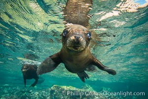 California sea lion underwater, Sea of Cortez, Mexico