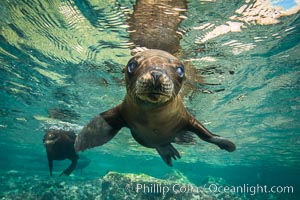 California sea lion underwater, Sea of Cortez, Mexico, Zalophus californianus