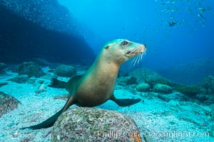 California sea lion underwater at Los Islotes, Sea of Cortez, Mexico, Zalophus californianus