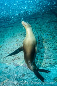 California sea lion underwater, Sea of Cortez, Mexico. Baja California, Zalophus californianus, natural history stock photograph, photo id 31207