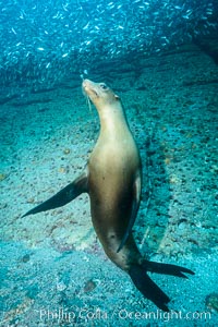 California sea lion underwater, Sea of Cortez, Mexico