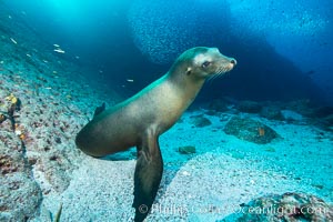 California sea lion underwater, Sea of Cortez, Mexico. Baja California, Zalophus californianus, natural history stock photograph, photo id 31211