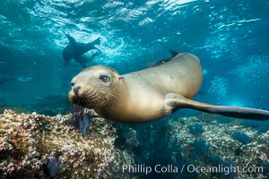 California sea lion underwater, Sea of Cortez, Mexico, Zalophus californianus