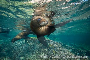 California sea lion underwater, Sea of Cortez, Mexico, Zalophus californianus