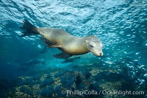 California sea lion underwater, Sea of Cortez, Mexico, Zalophus californianus