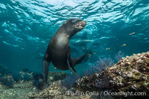 California sea lion underwater, Sea of Cortez, Mexico, Zalophus californianus