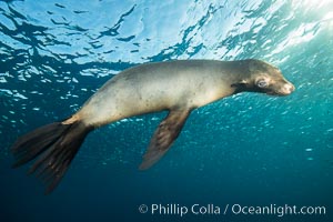 California sea lion underwater, Sea of Cortez, Mexico, Zalophus californianus