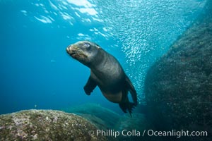 California sea lion underwater, Sea of Cortez, Mexico, Zalophus californianus