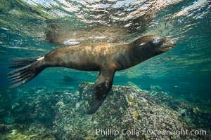 California sea lion underwater, Sea of Cortez, Mexico. Baja California, Zalophus californianus, natural history stock photograph, photo id 31232