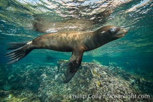 California sea lion underwater, Sea of Cortez, Mexico, Zalophus californianus