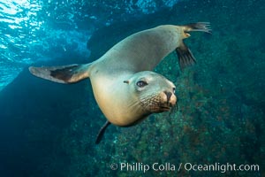 California sea lion underwater, Sea of Cortez, Mexico, Zalophus californianus