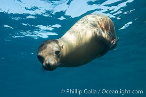 California sea lion underwater, Sea of Cortez, Mexico, Zalophus californianus