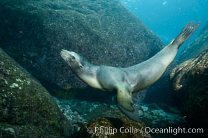 California sea lion underwater, Sea of Cortez, Mexico, Zalophus californianus