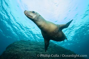 California sea lion underwater, Sea of Cortez, Mexico, Zalophus californianus