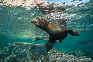 California sea lion underwater, Sea of Cortez, Mexico, Zalophus californianus