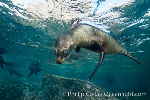 California sea lion underwater, Sea of Cortez, Mexico, Zalophus californianus