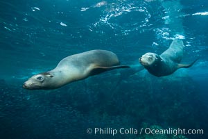 California sea lion underwater, Sea of Cortez, Mexico, Zalophus californianus