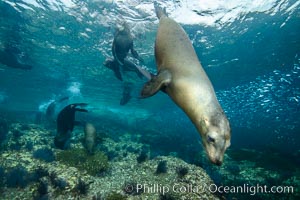 California sea lion underwater, Sea of Cortez, Mexico, Zalophus californianus